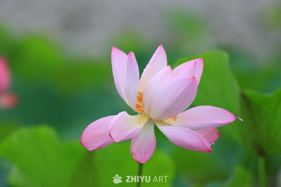 盛夏荷花 1