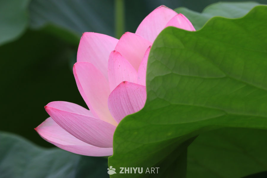 荷花 44