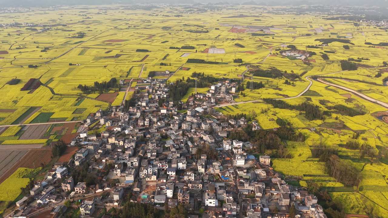乡村油菜花海