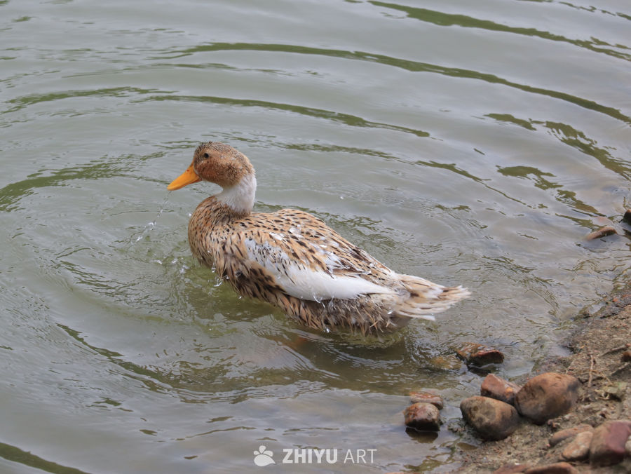 鸭子在水中嬉戏