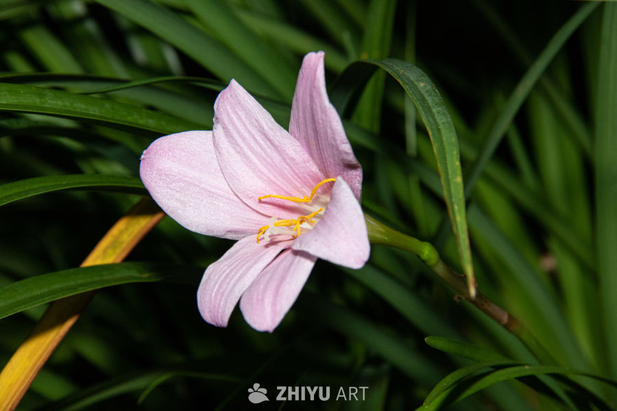 中药材与药材花 93