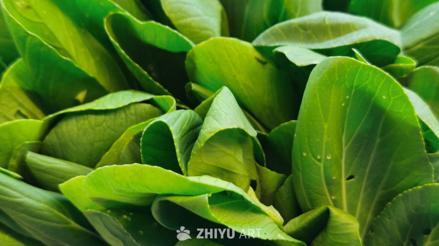 新鲜可口的青菜