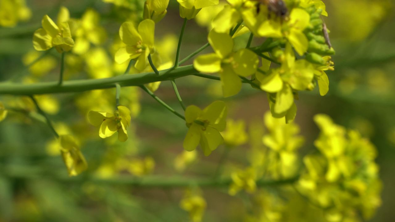 花草植物树枝树叶花朵实拍 