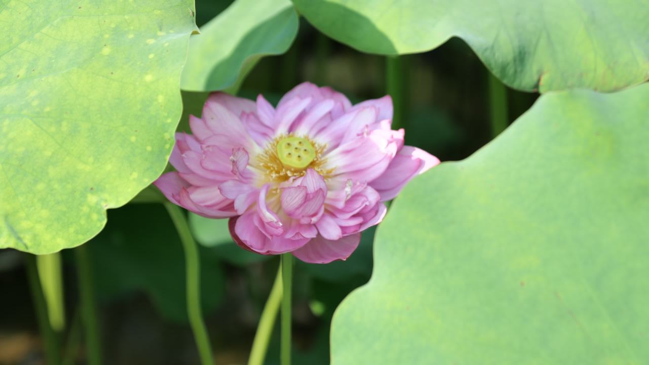 荷花（二） 24