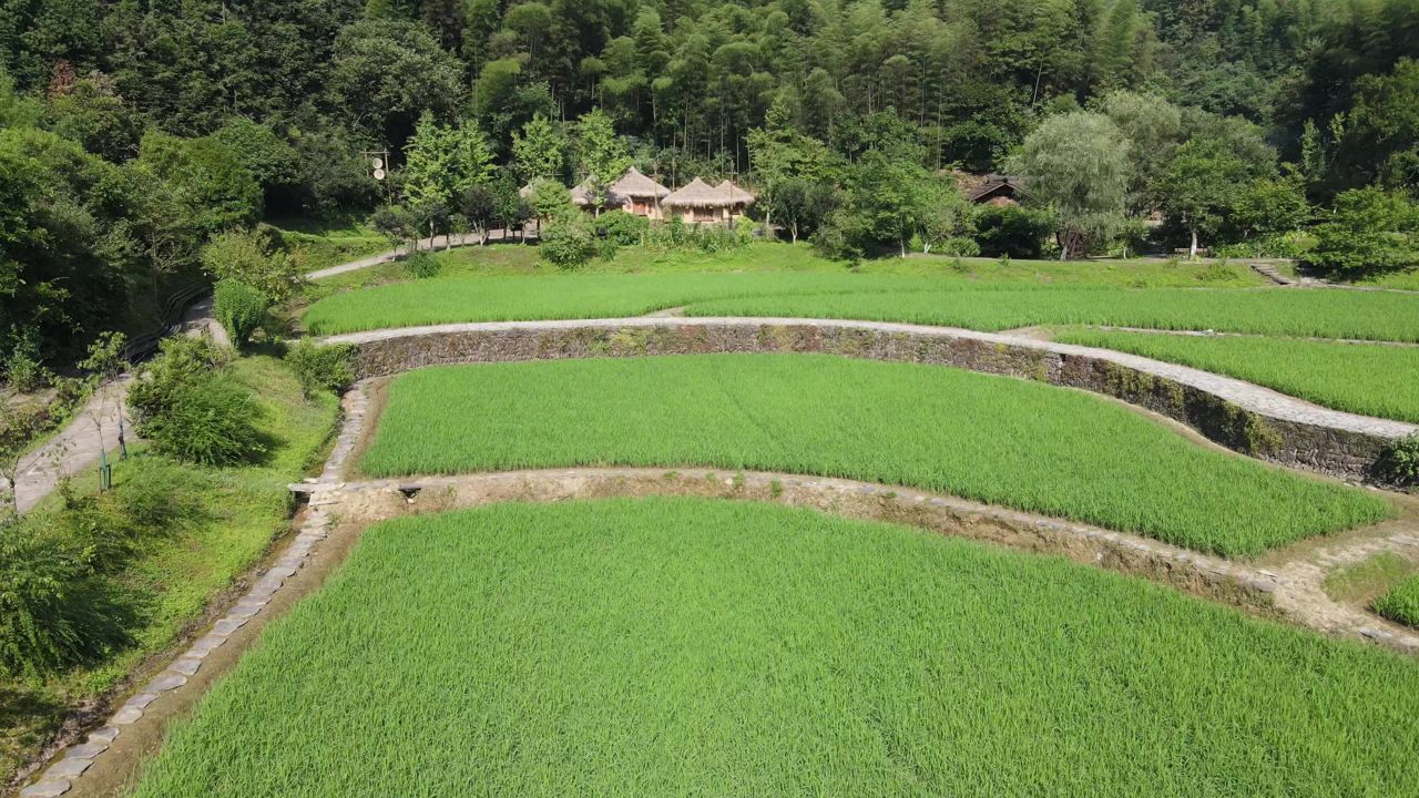 绿色农田水稻农业种植航拍 