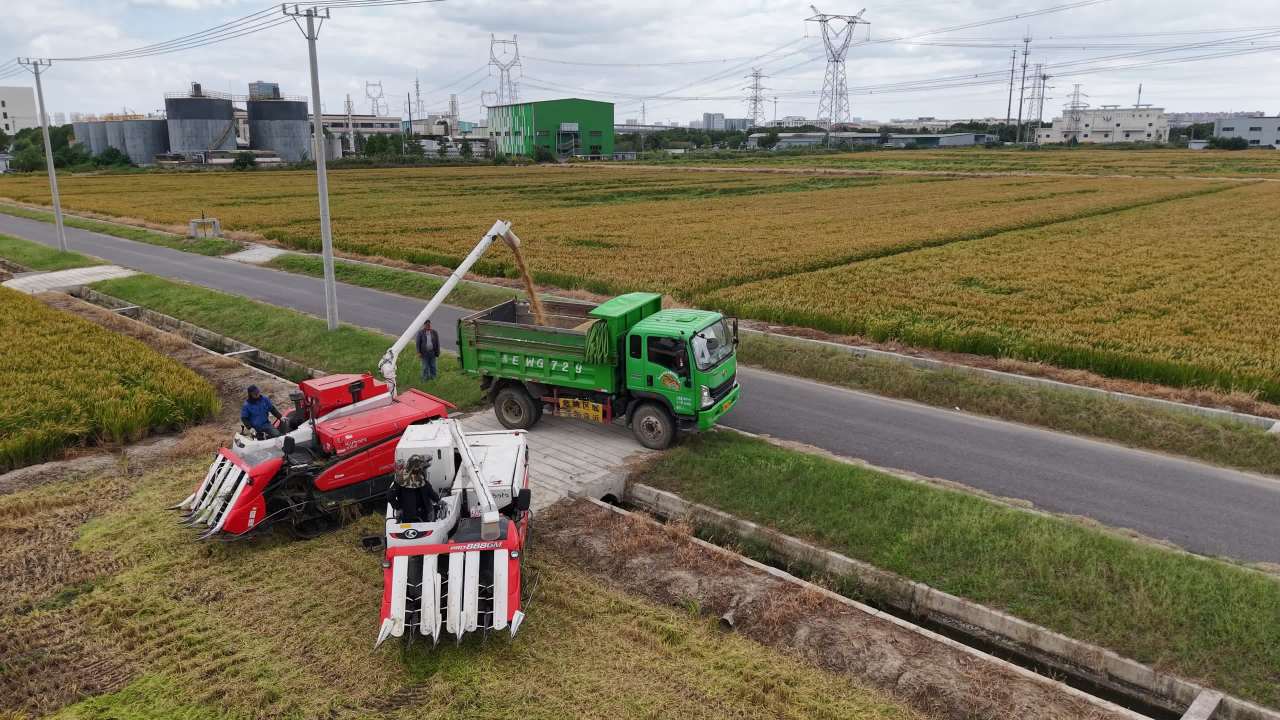 4K航拍江苏苏州稻田秋收 3