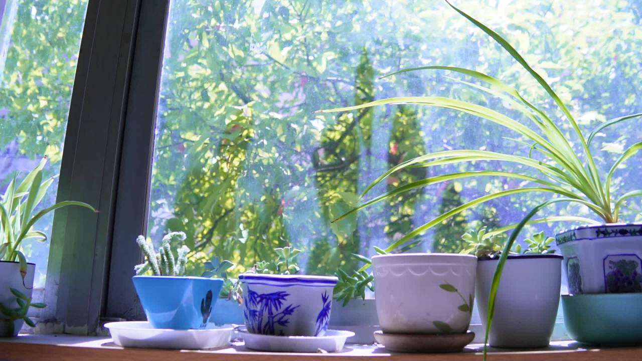 窗外的绿意与静谧时光