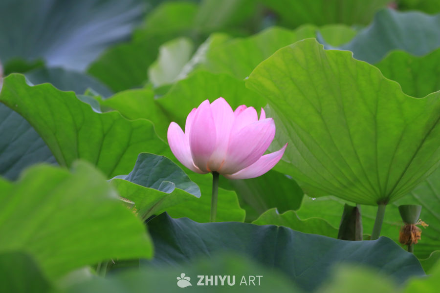 荷花 129