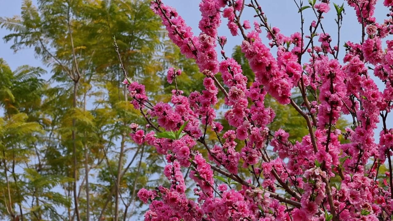 春暖花开桃花盛开 15