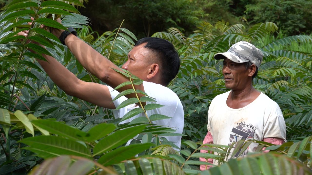 香椿采摘