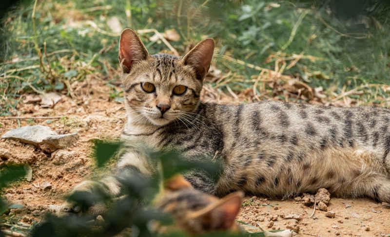 小猫小猫