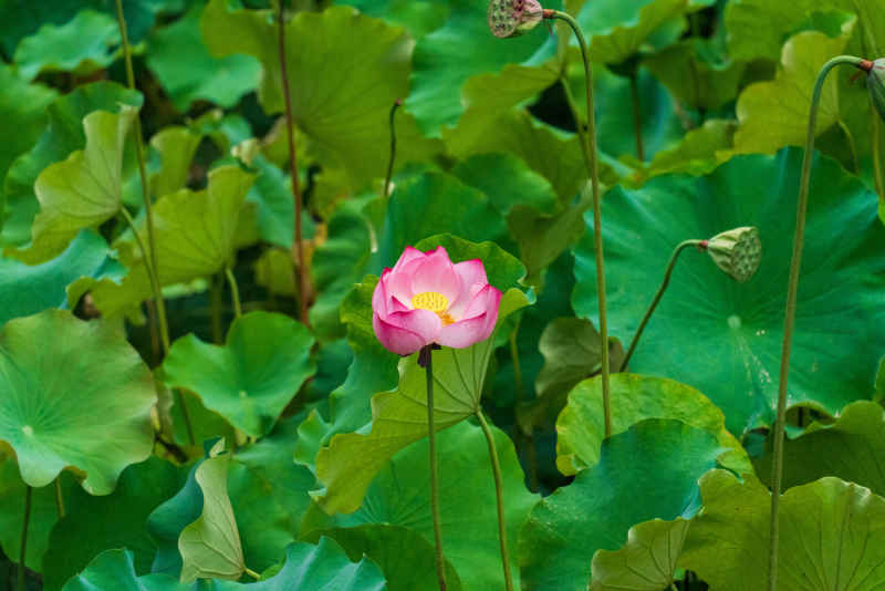 苏州荷花 6