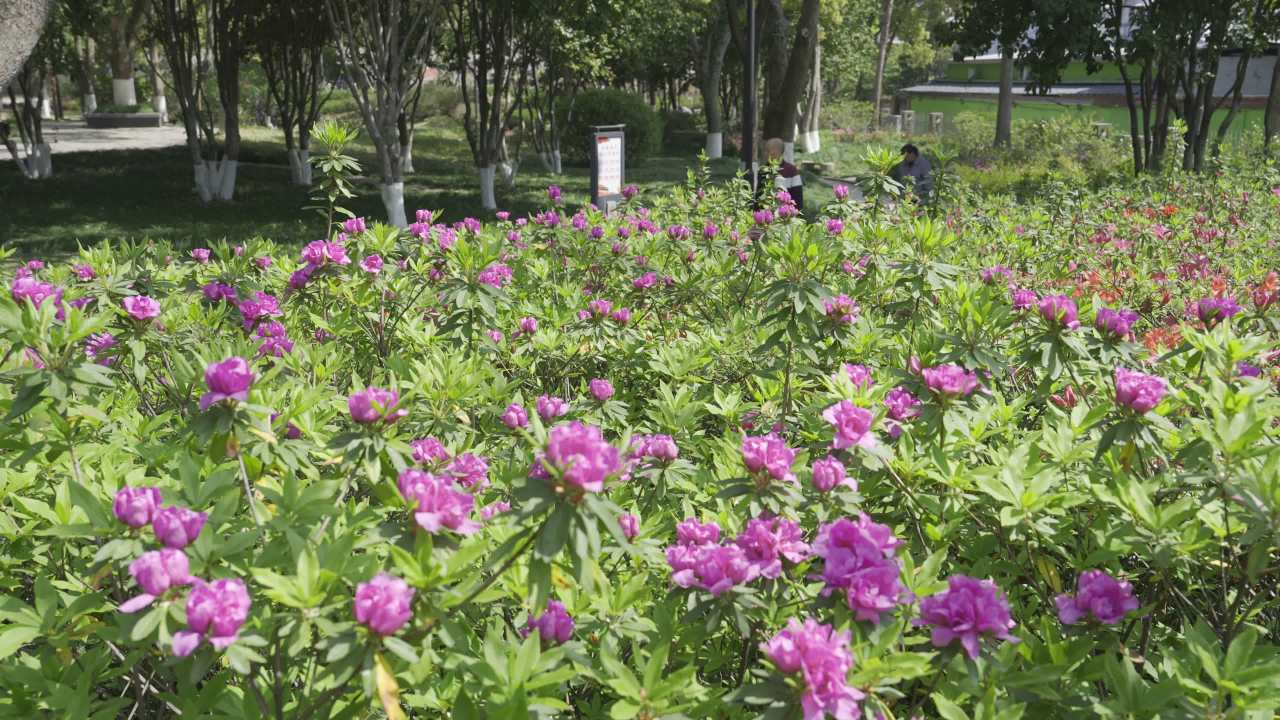 公园里的紫色花海
