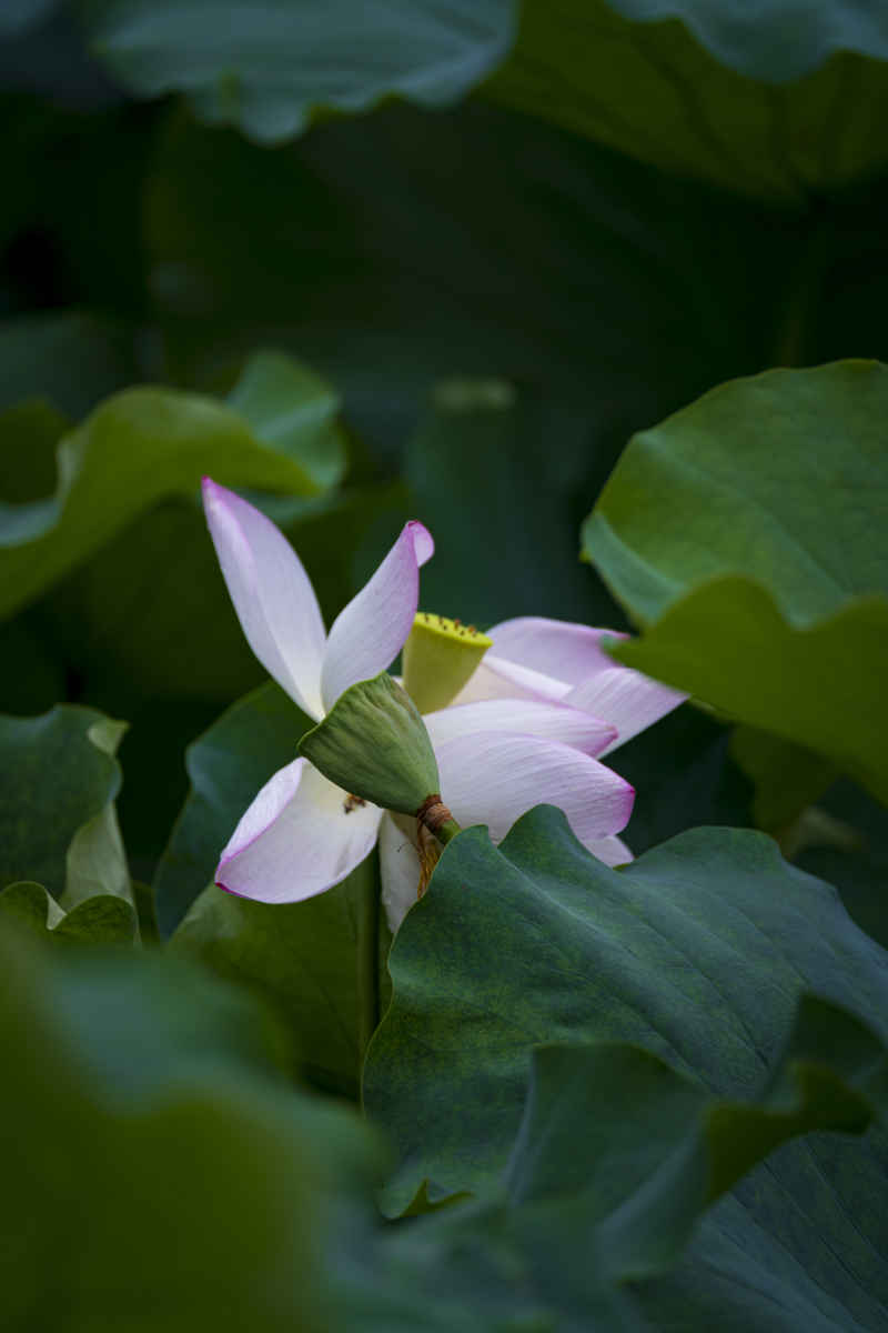 广西大学荷花