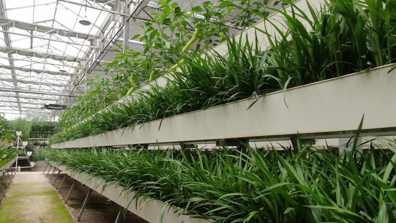 农业种植大棚有机蔬菜 