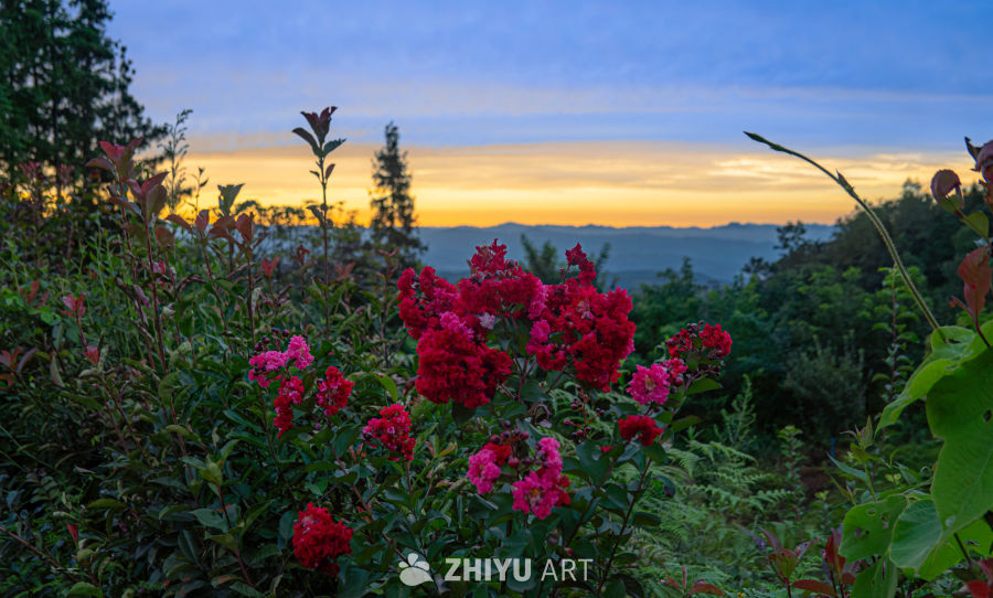 夕阳下的山间红花
