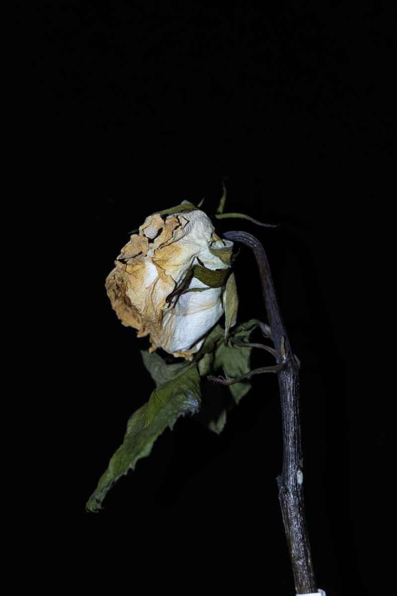 干花玫瑰