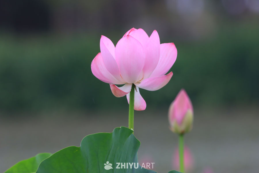 荷花 36