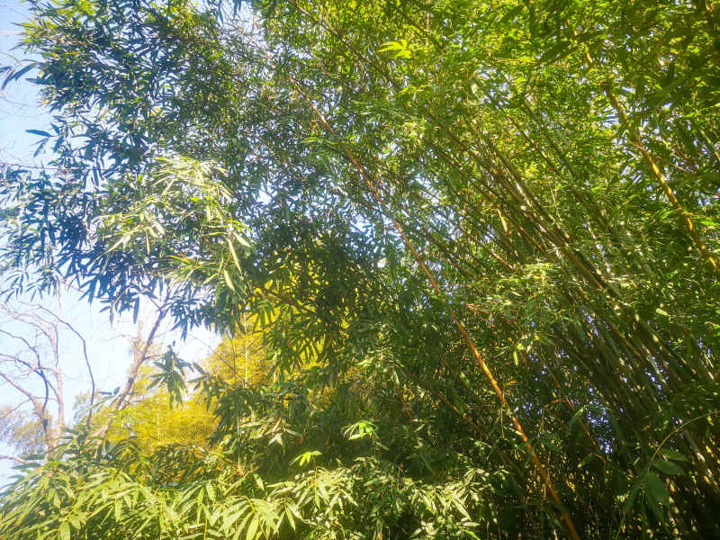竹林竹叶植物摄影图 