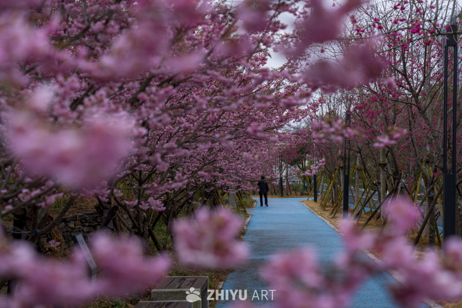 樱花隧道