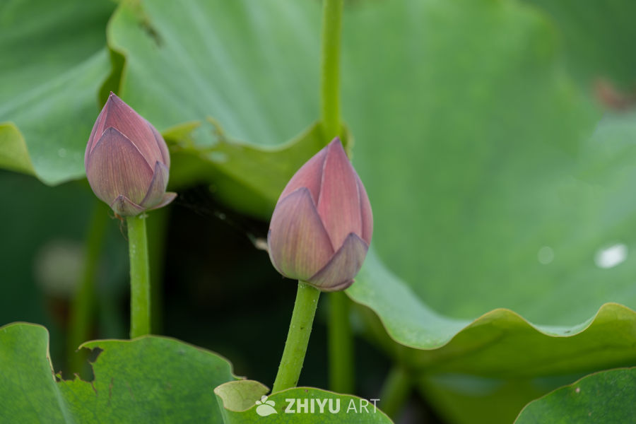 荷花 83