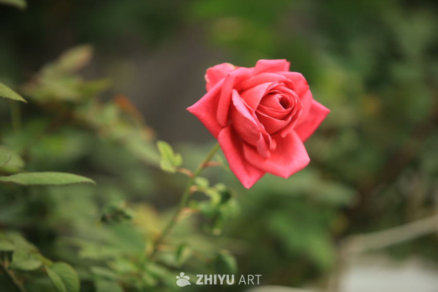 粉红色的玫瑰花