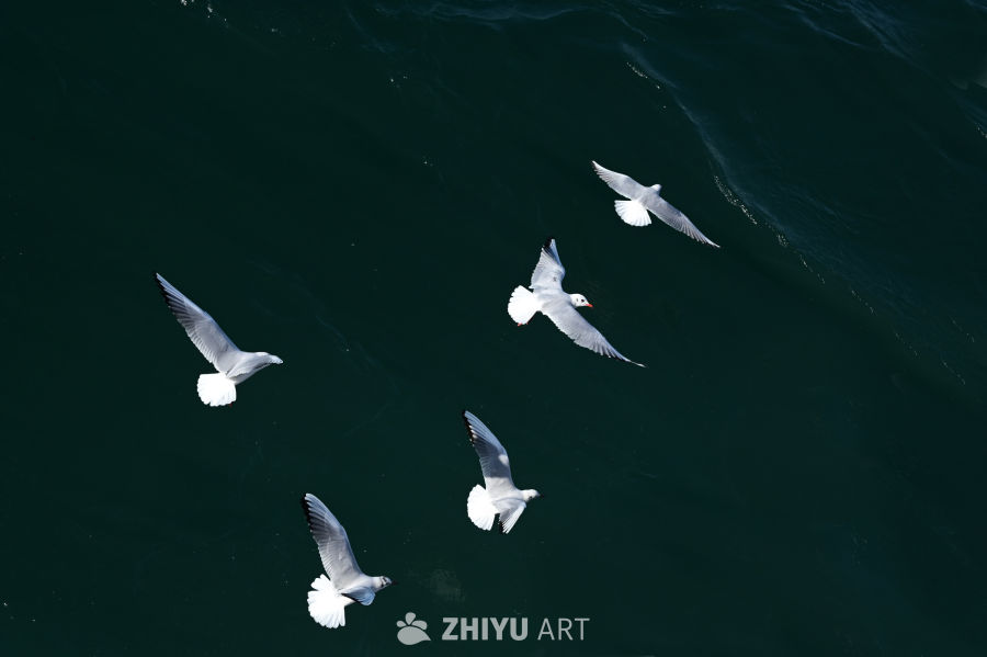 白色海鸥在蔚蓝大海自由飞翔 11