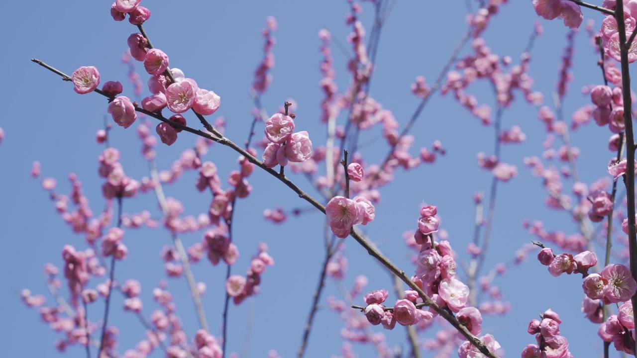 冬天的梅花 3