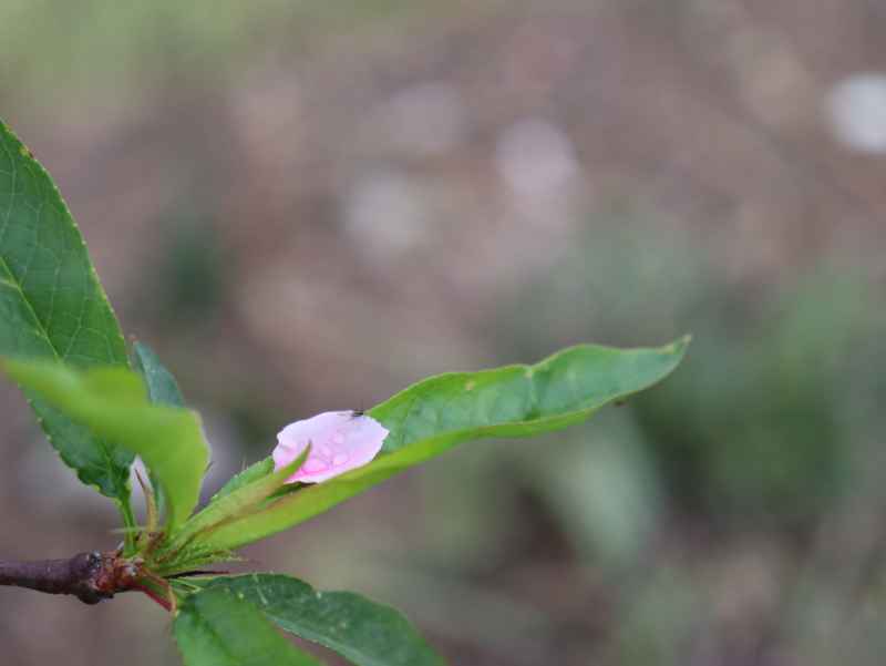 春色桃花相映开 17