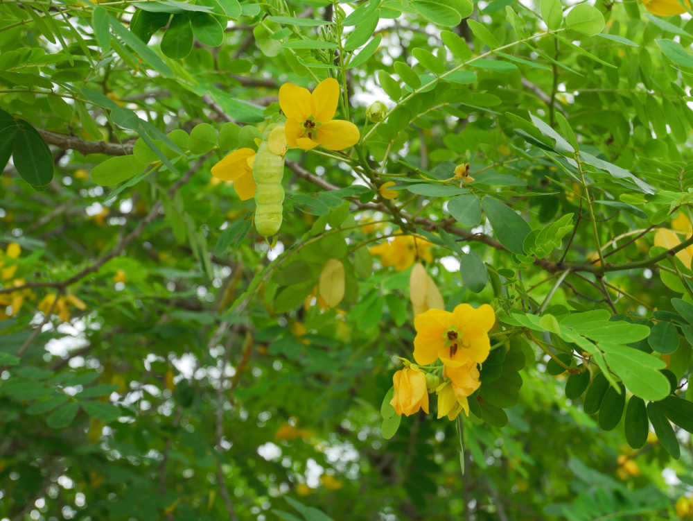 黄槐决明花和果荚