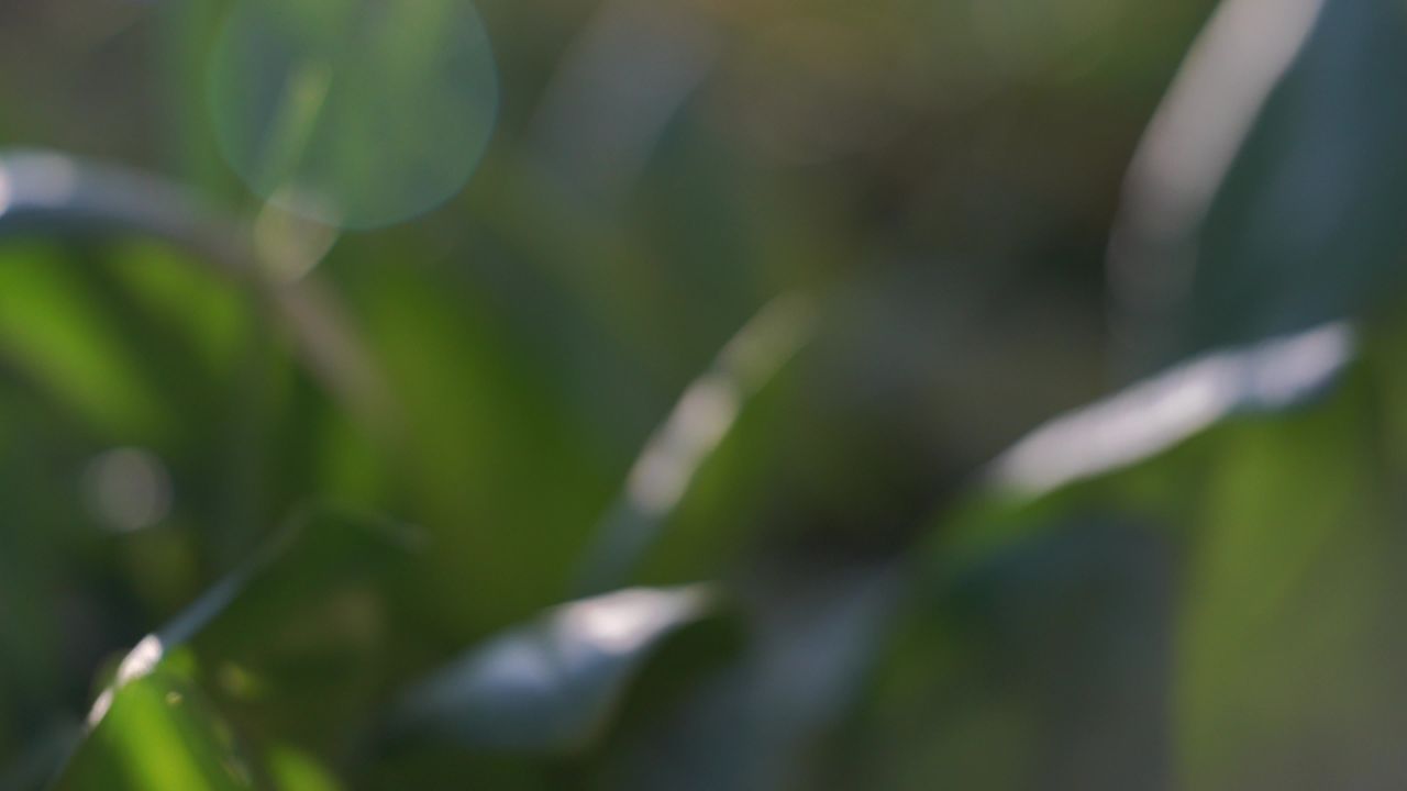 芫荽菠菜葱花辣椒 12