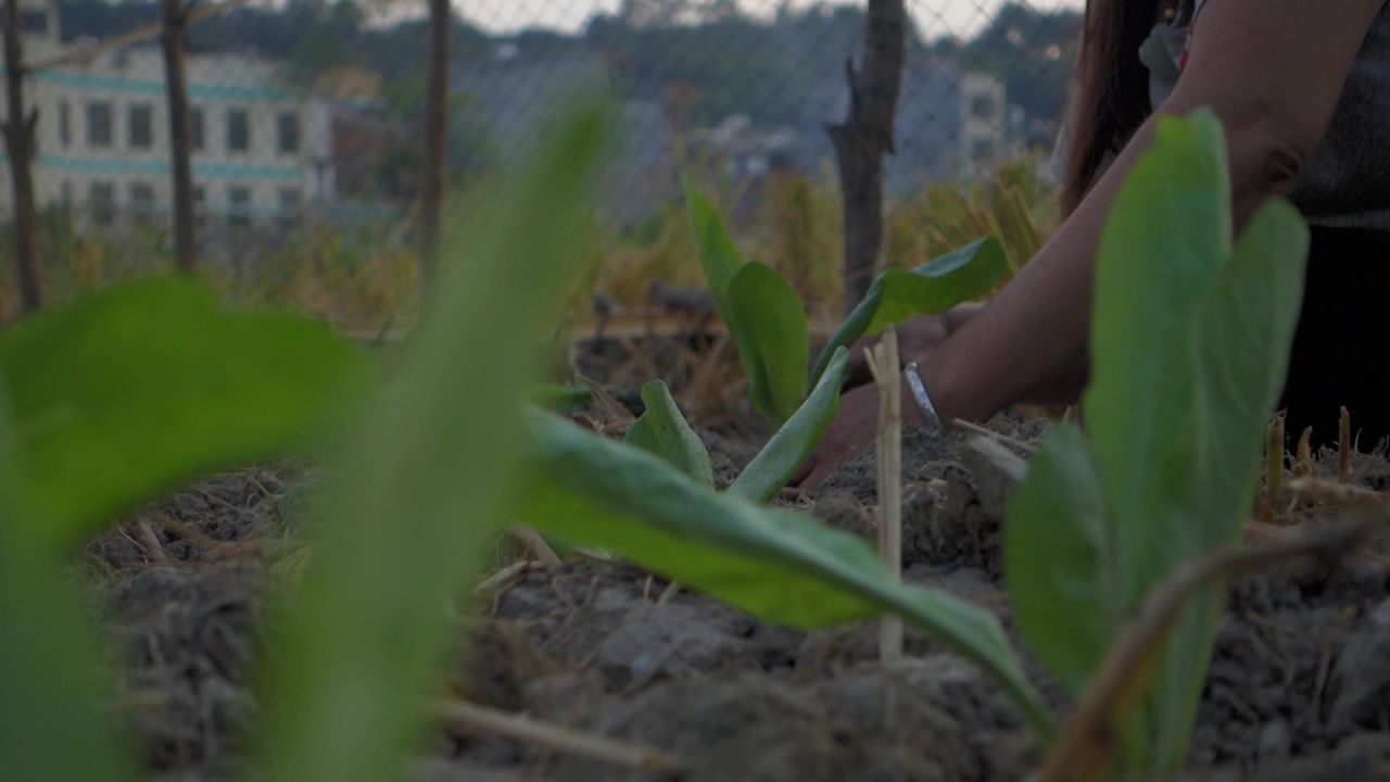 种菜