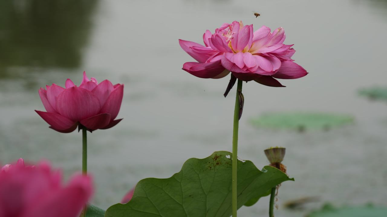 荷花 27