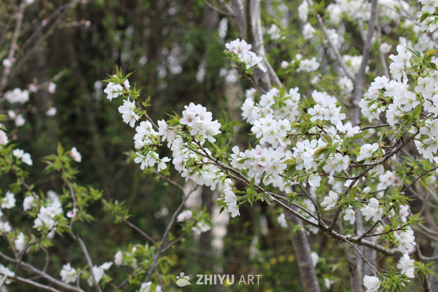 春风中的樱花盛开