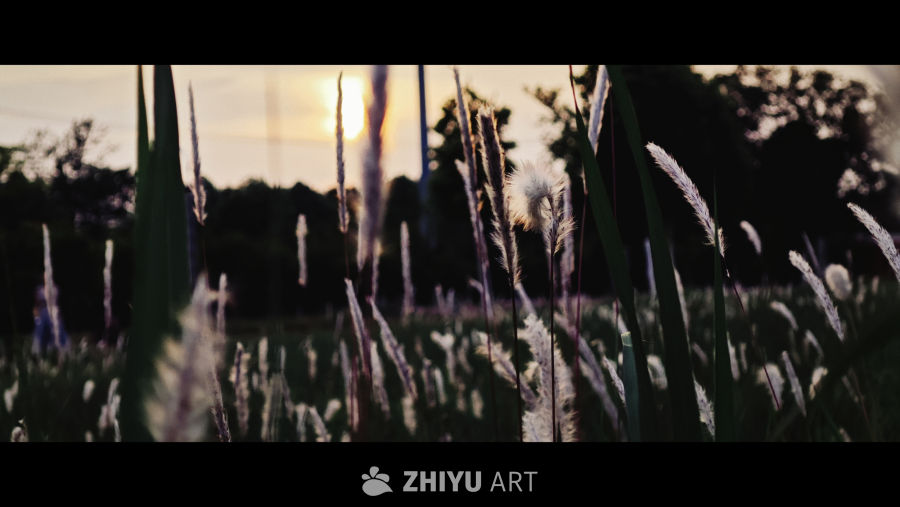 夕阳下的草丛