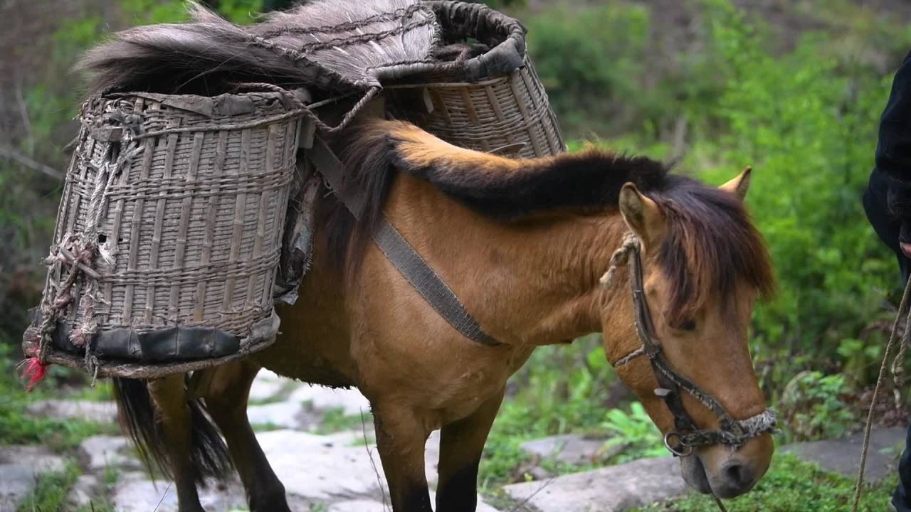 历史茶马古道繁荣古代经济古道山路商队