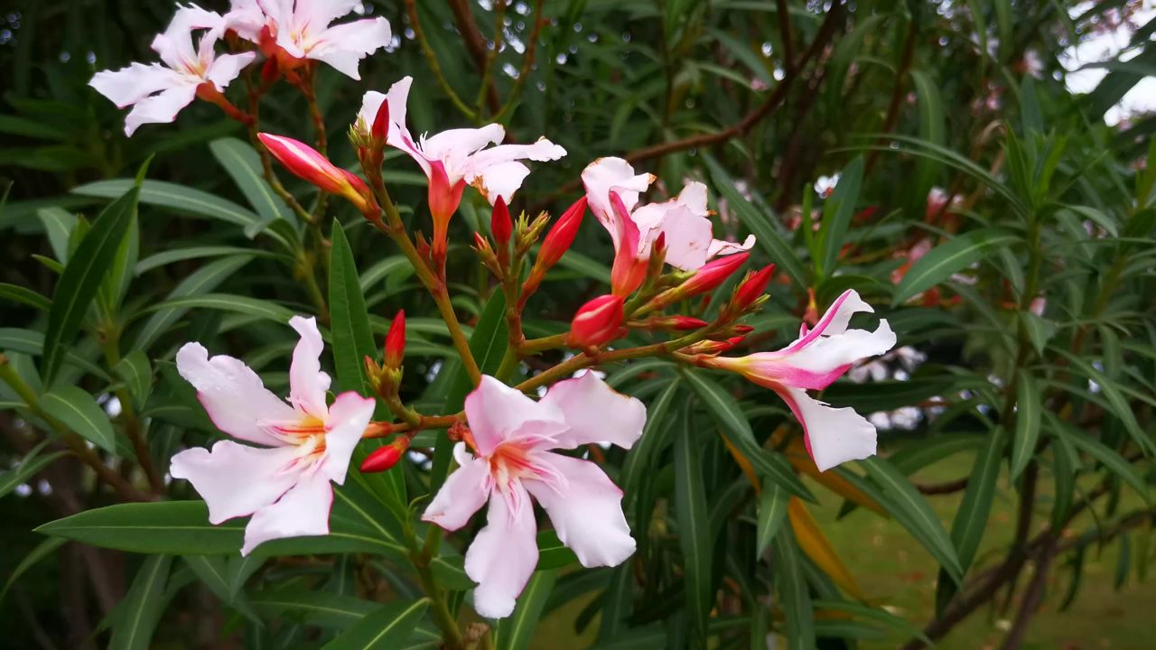 春天鲜花盛开花朵植物风景  