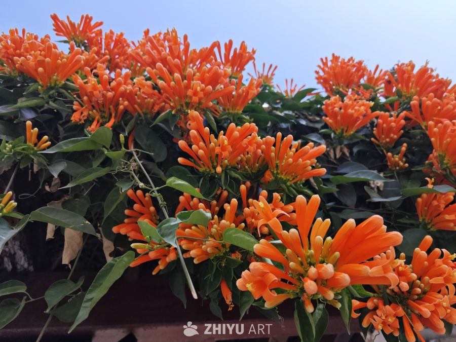 晴天炮仗花 6