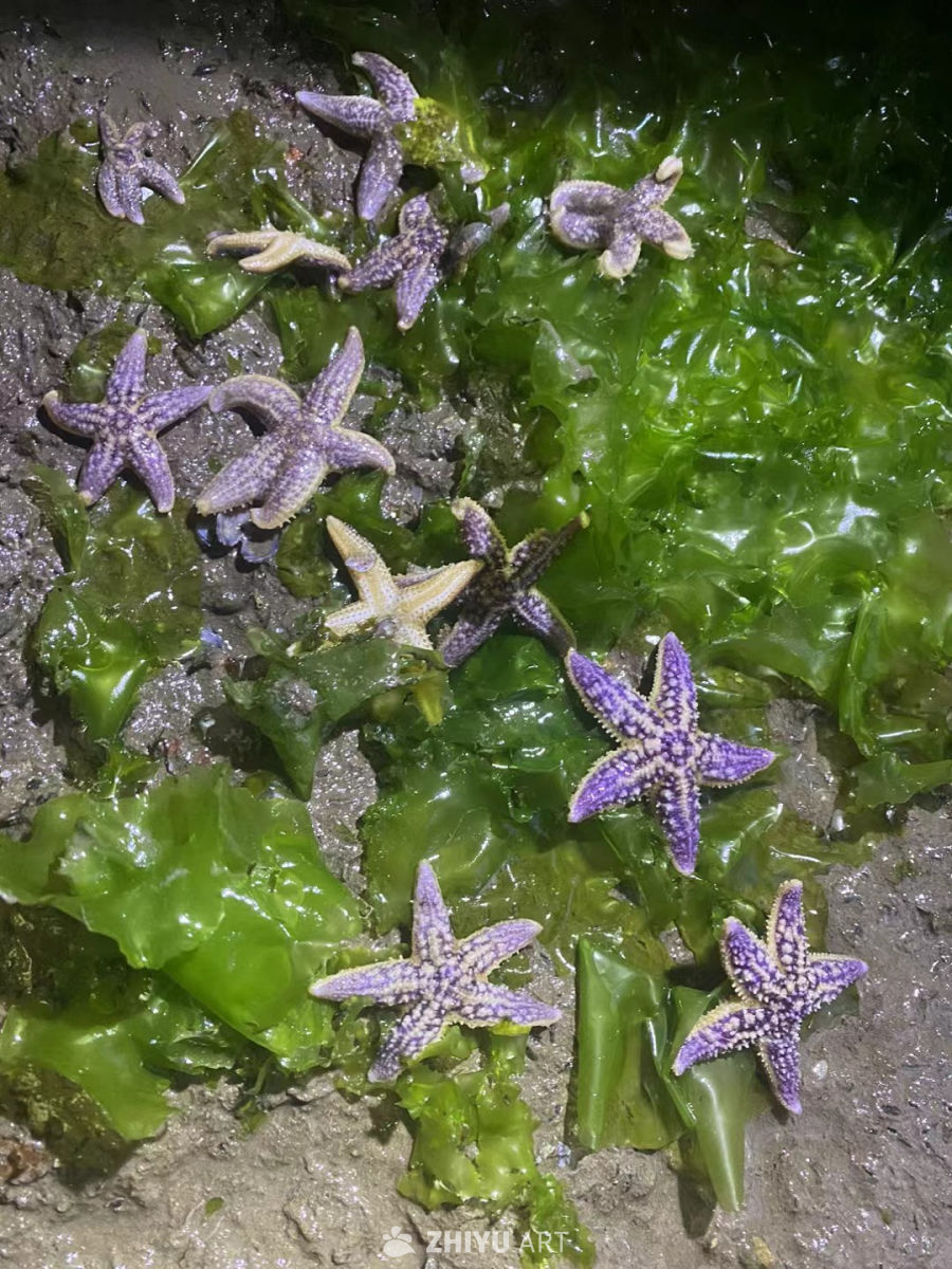 海星与海藻的静谧共生