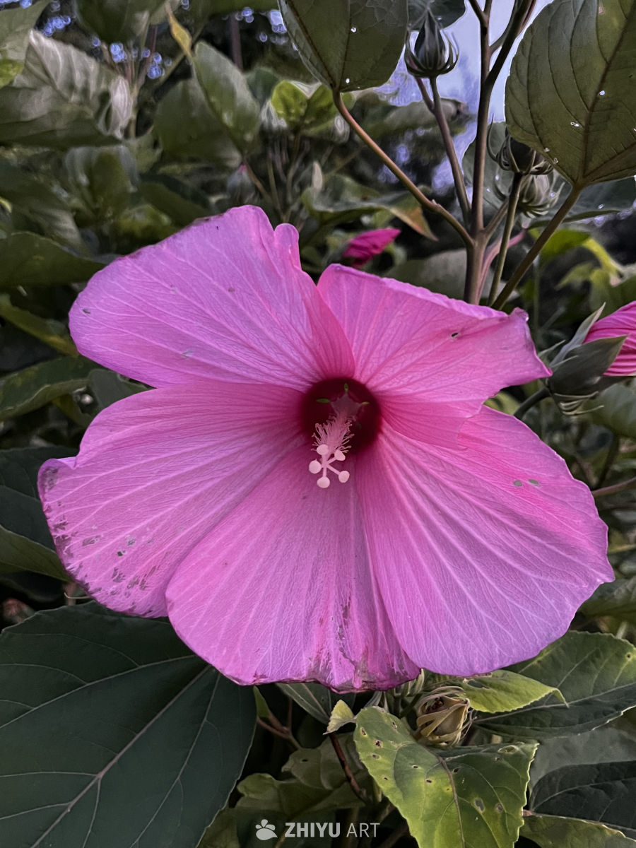 粉红花海中的宁静时光