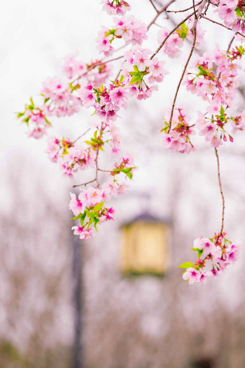 樱花季 58