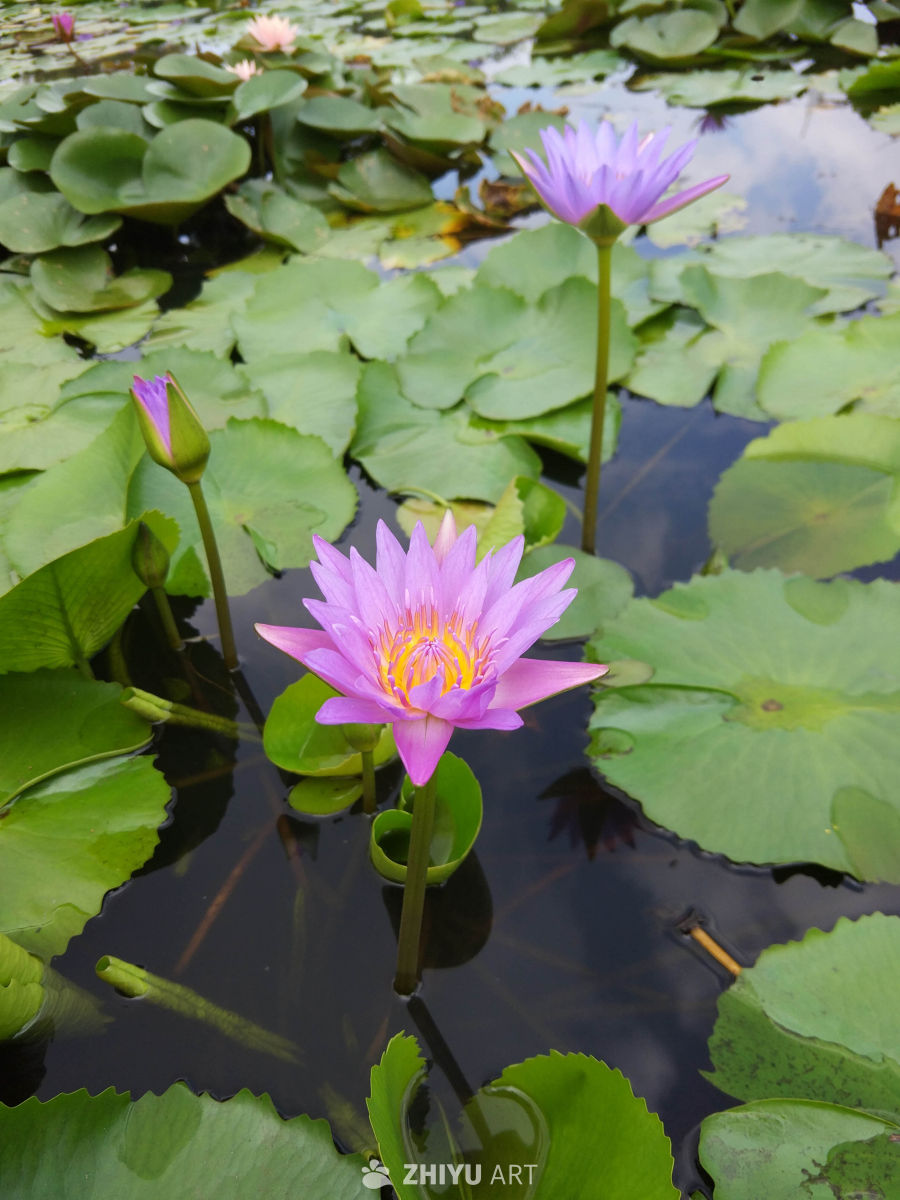 莲花 4