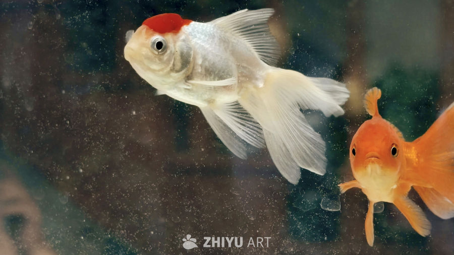 浴缸里自由自在的鱼儿