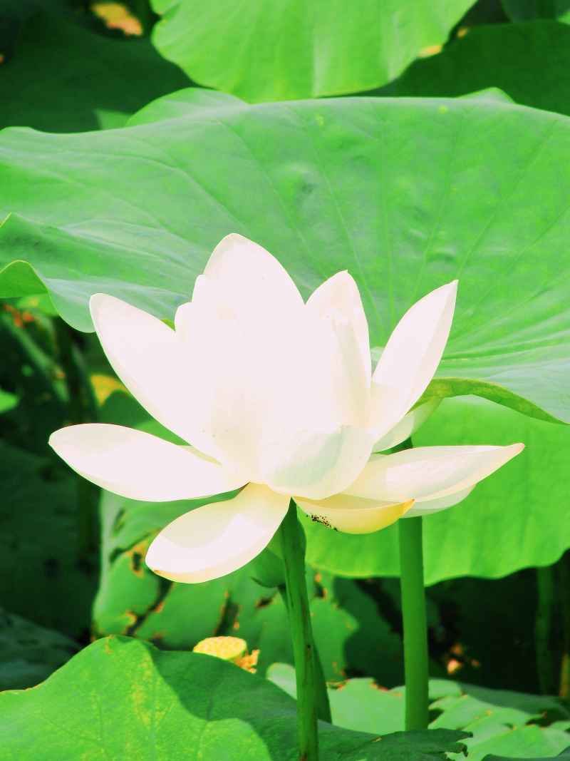 “水中君子”——荷花 20