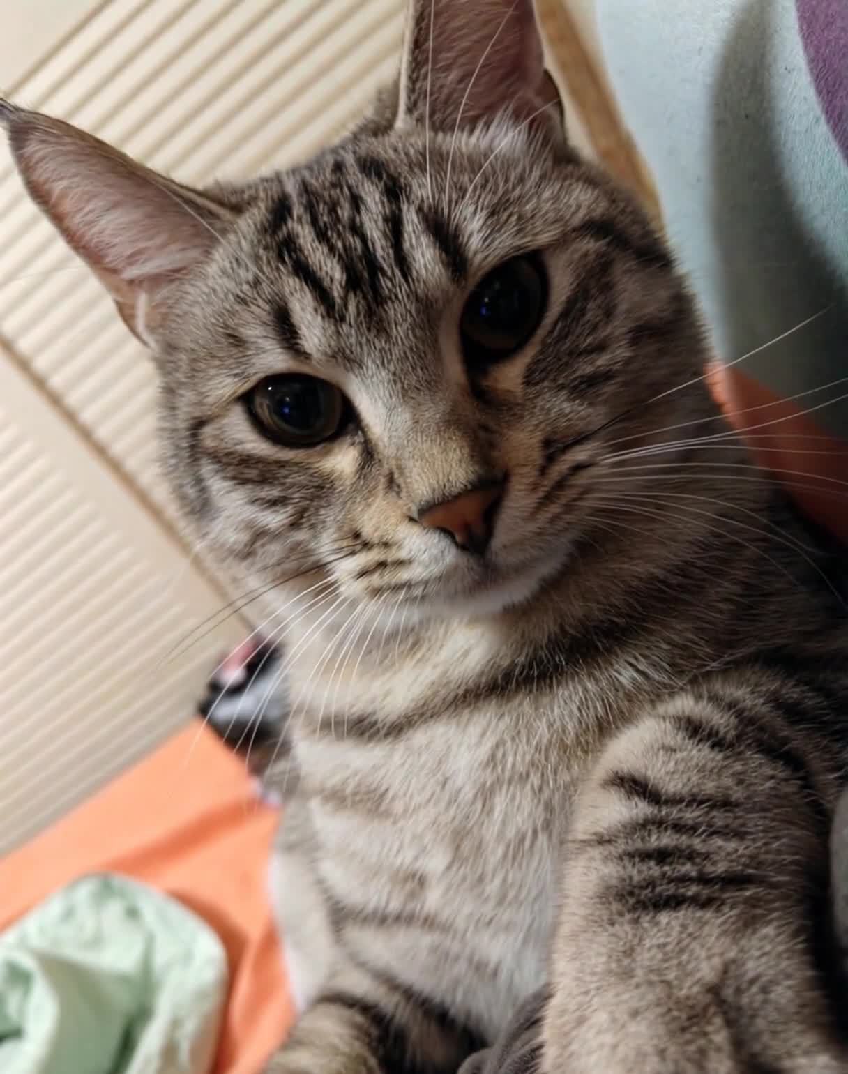 灰猫特写：深邃眼神凝视，依偎着穿着深色衣服的人。