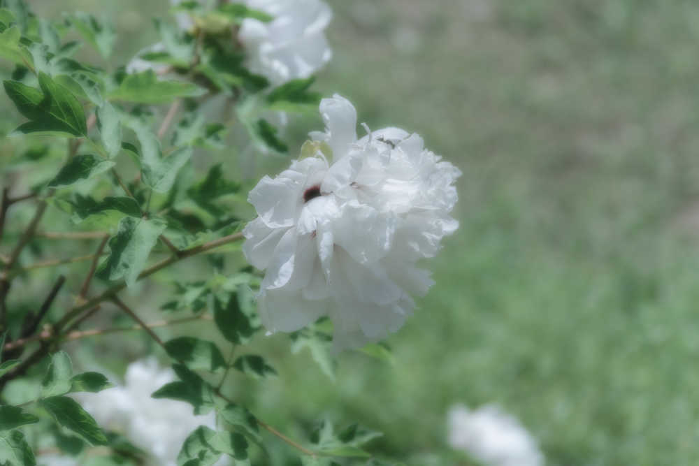 植物之美