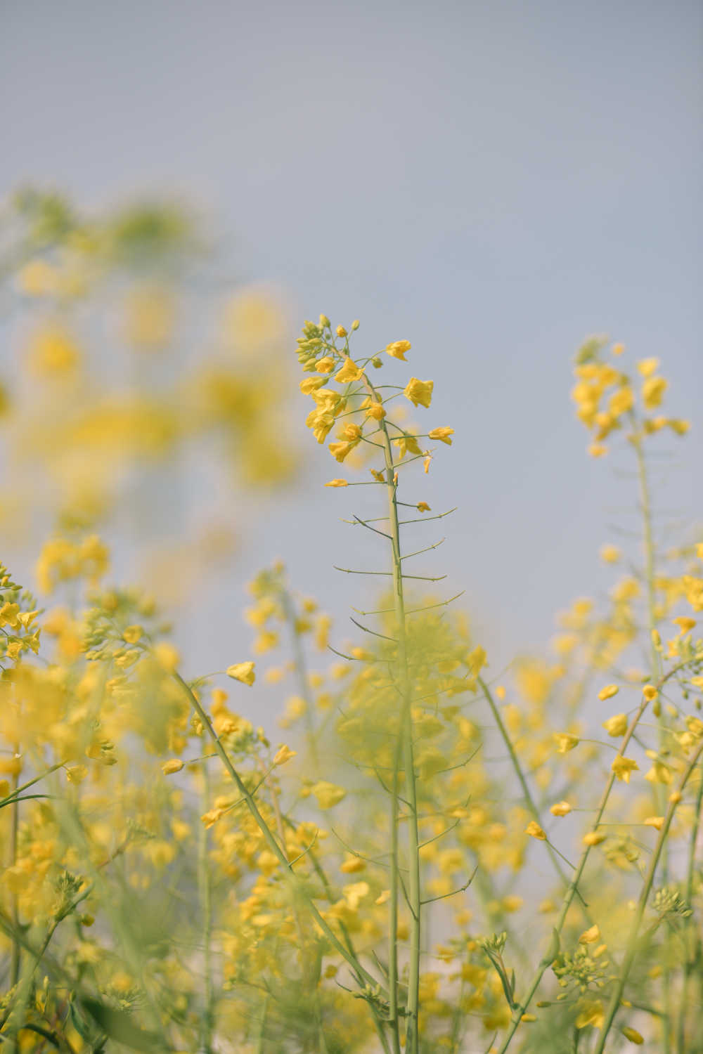 油菜花