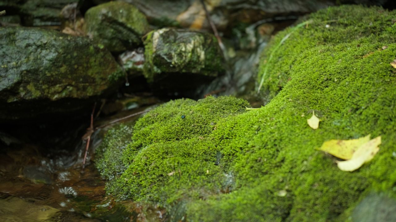 清澈山泉水温泉矿泉水小溪山涧 18