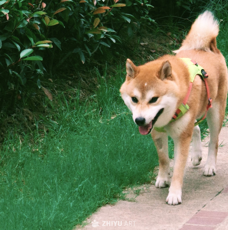 公园里散步的柴犬
