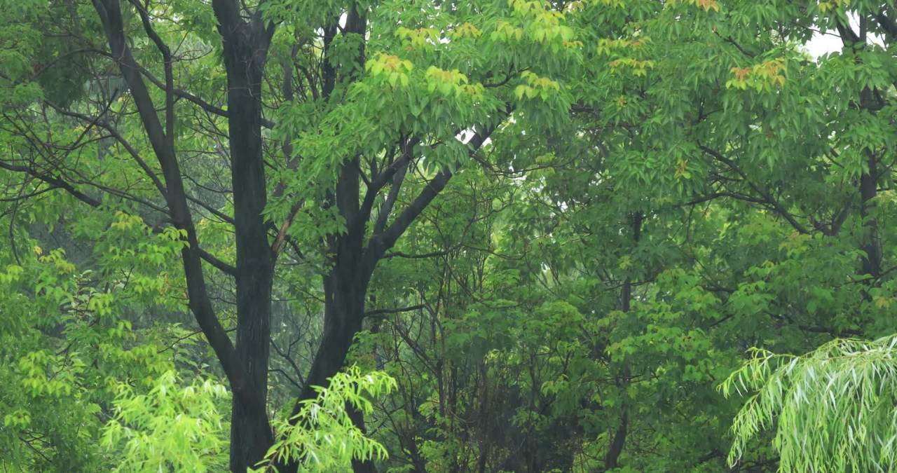 实拍雨季视频